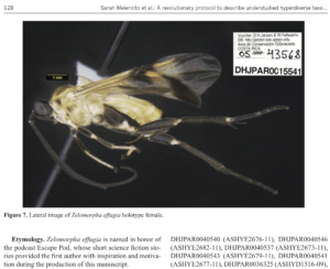 Image and description of Zelomopha effugia